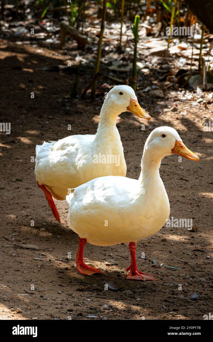 Enten im Centre zoologic Menorca Stockfoto