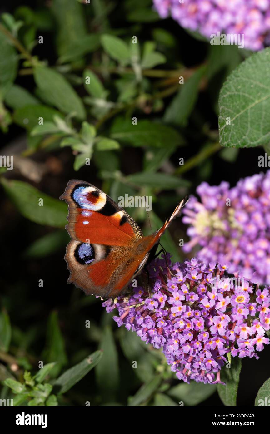 Pfauenfalter (Aglais io) auf Flieder Sommerflieder (Buddleja Davidii) Stockfoto