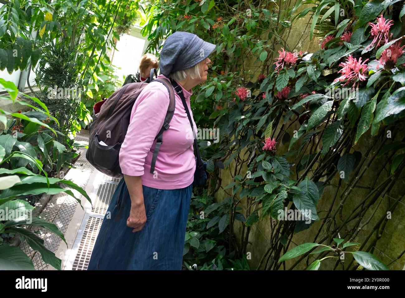 Menschen ältere Frau, die rosa blühende tropische Blumenpflanze in einem Gewächshaus im Oxford Botanic Garden England, UK KATHY DEWITT, ansieht Stockfoto