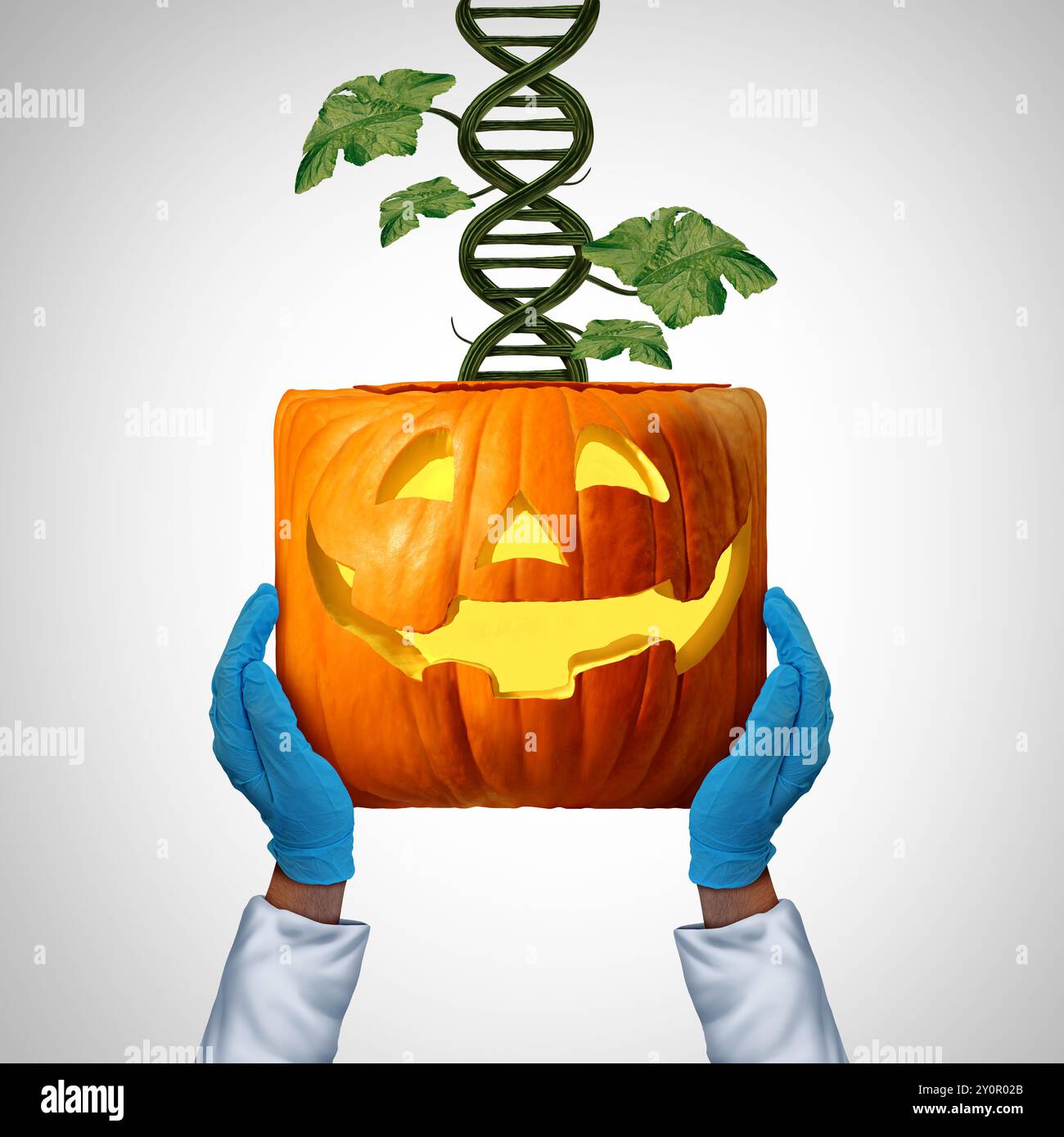 GVO-Landwirtschaftsidee als lustige Jack-O-Lantern mit einem Halloween-Kürbis als gentechnisch verändertem Organismus als quadratischer Kürbis als landwirtschaftlicher Stockfoto