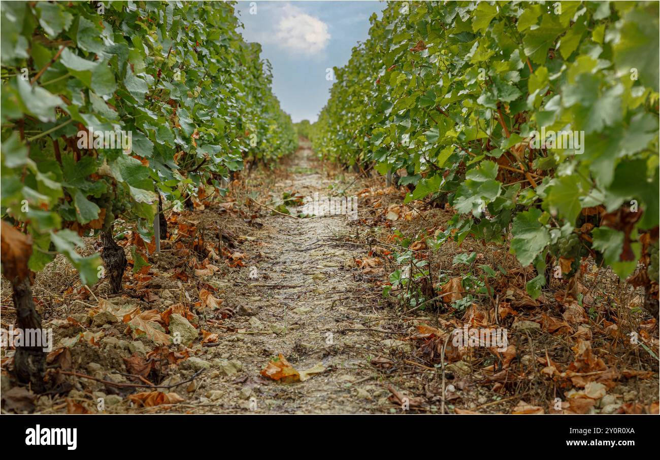 Sancerre, Loire-Tal, Frankreich - 20. September 2021 - Blick auf eine Reihe von Rebstöcken in einem Weinberg von Sancerre auf der Bodenebene; Stockfoto