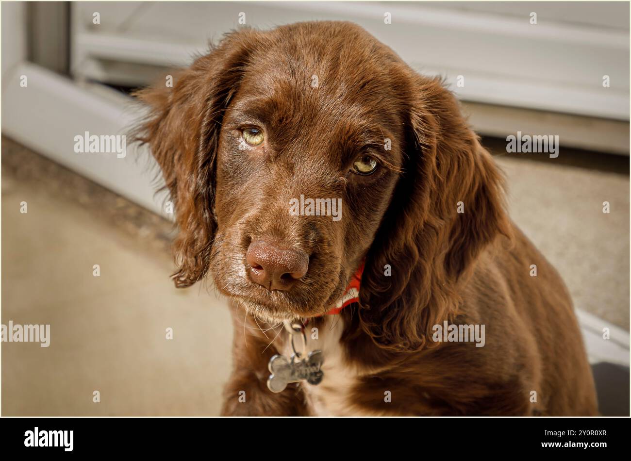 Winsford, Cheshire West und Chester, Großbritannien - 20. August 2024 - 10 Wochen alter, schokoladenfarbener Spaniel Welpe aus nächster Nähe Stockfoto