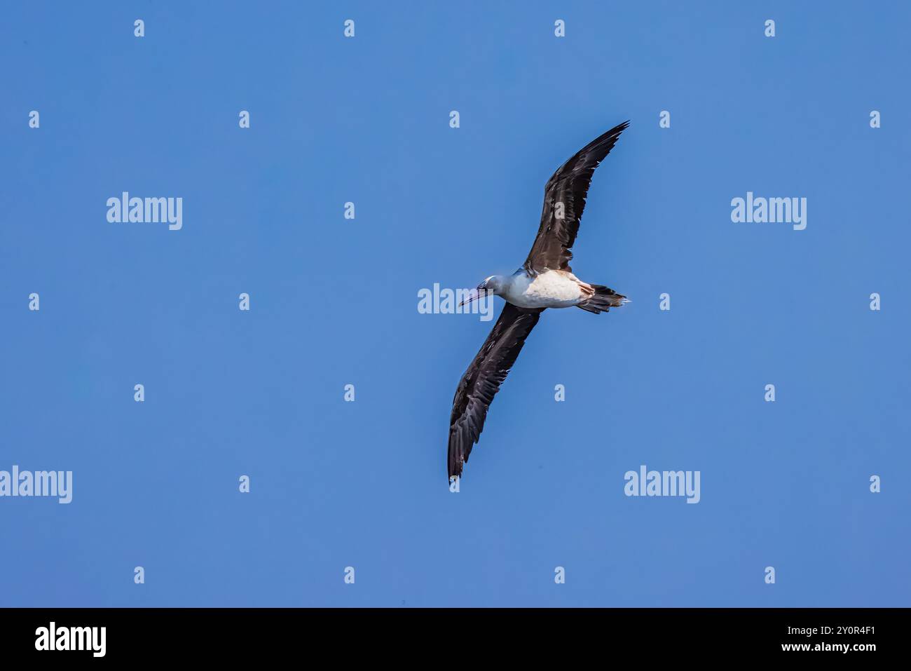 Rotfüßler, Sula sula, Vagrant im zweiten Jahr im Flug über Port Townsend Bay, Washington State, USA Stockfoto