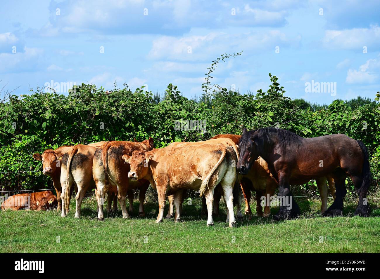 Pferd und Kühe auf dem Feld Stockfoto