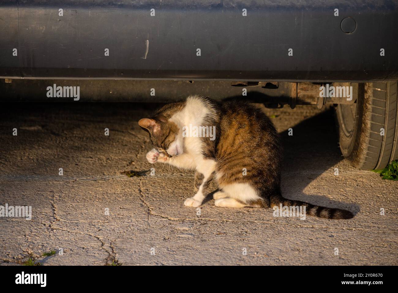 Hauskatze, die unter dem Auto sitzt und ihr Fell während des Sonnenuntergangs in der kleinen Stadt Primosten, Kroatien, reinigt Stockfoto
