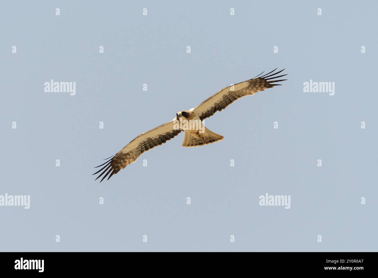 Gebooteter Adler Hieraaetus pennatus im Flug Stockfoto