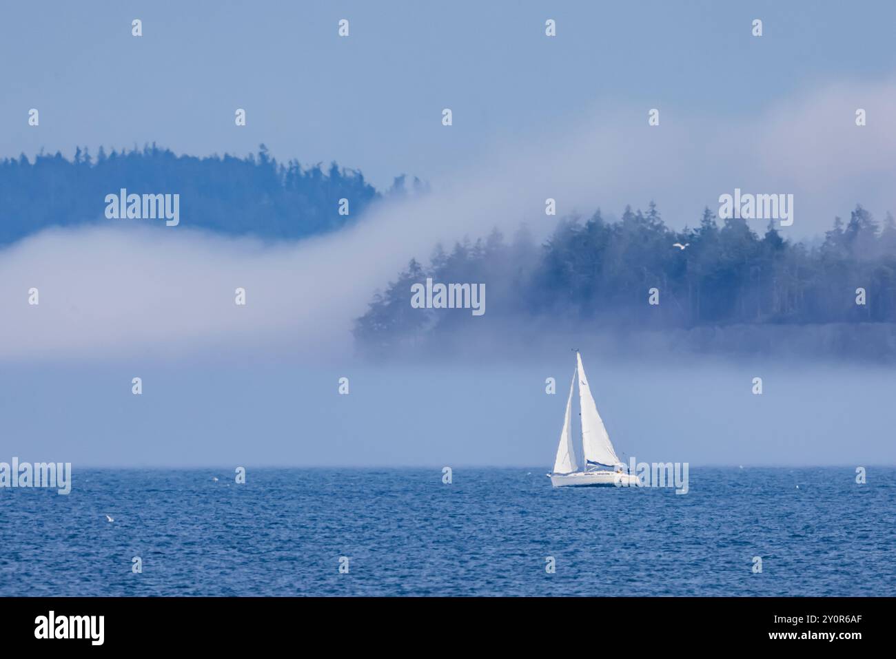 Schaluppe Segeln in Port Townsend Bay mit Nebelbank, Port Townsend, Washington State, USA Stockfoto