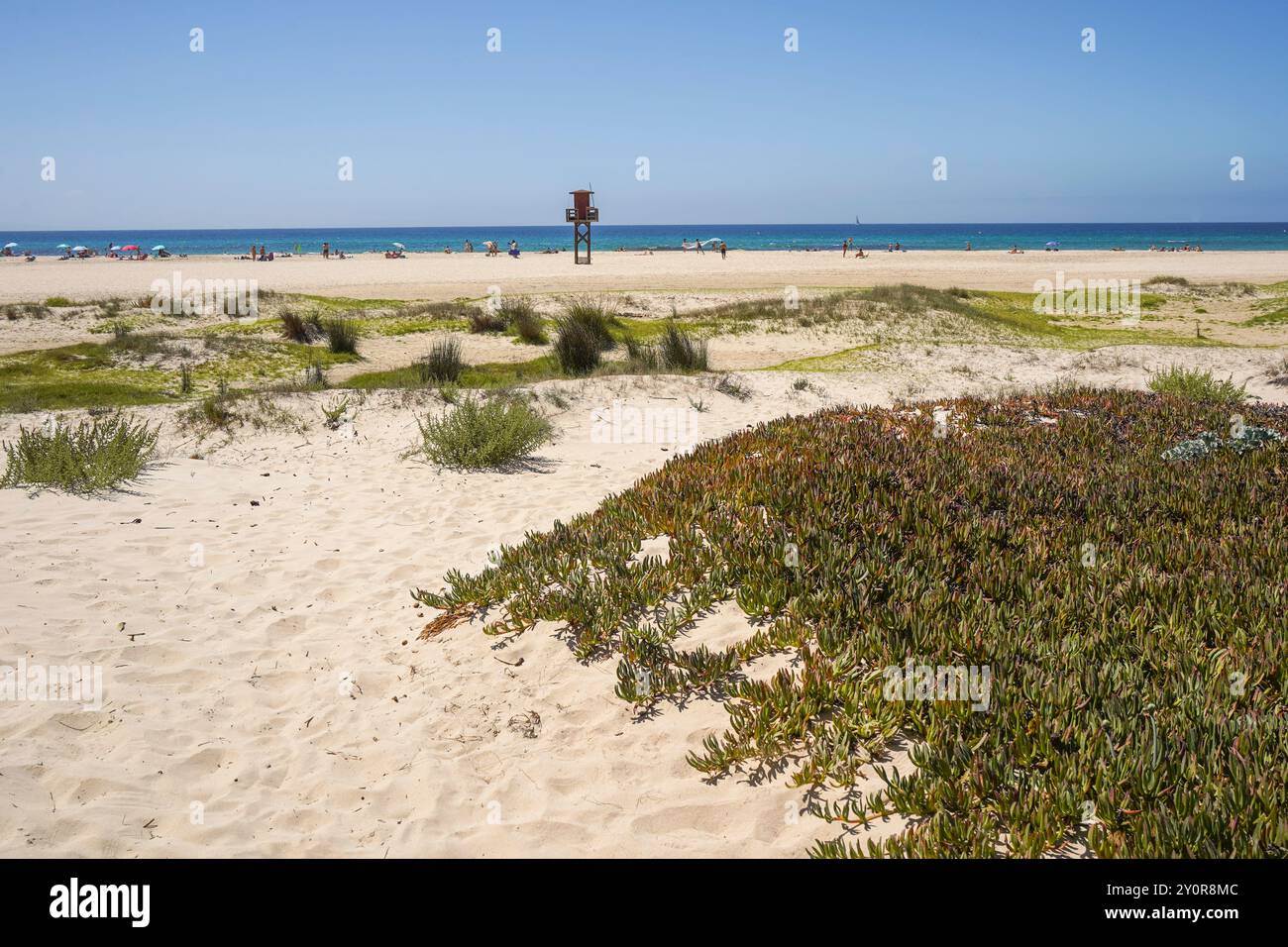 Strand mit Dünenvegetation. Carpobrotus Pflanzen, Carpobrotus edulis, Playa de los lances, Tarifa, Costa de la Luz, Andalusien, Spanien. Stockfoto