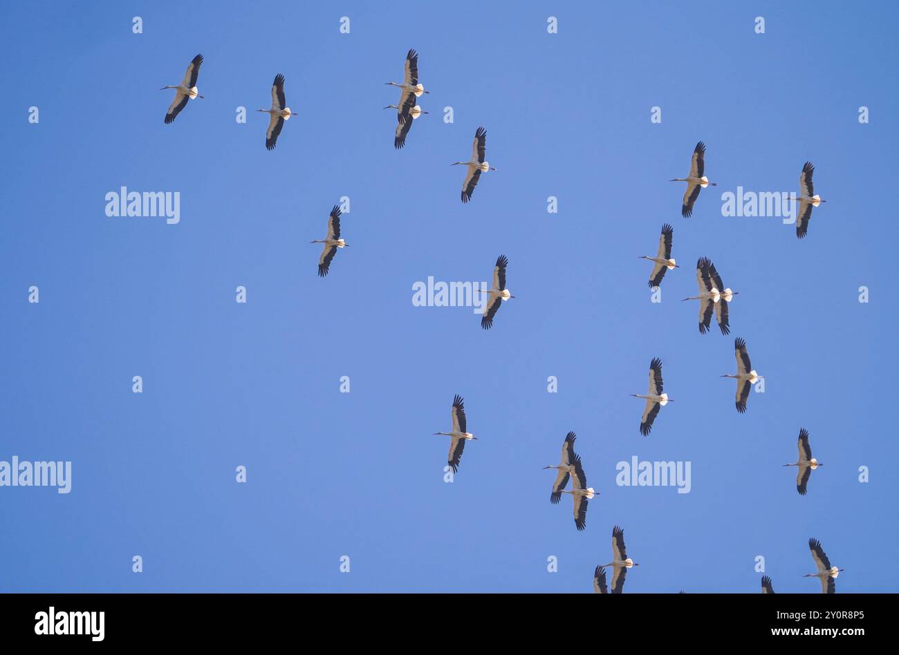 Kessel von Weißstörchen (Ciconia ciconia) im Flug, Stern von Gibraltar, Andalusien, Spanien Stockfoto