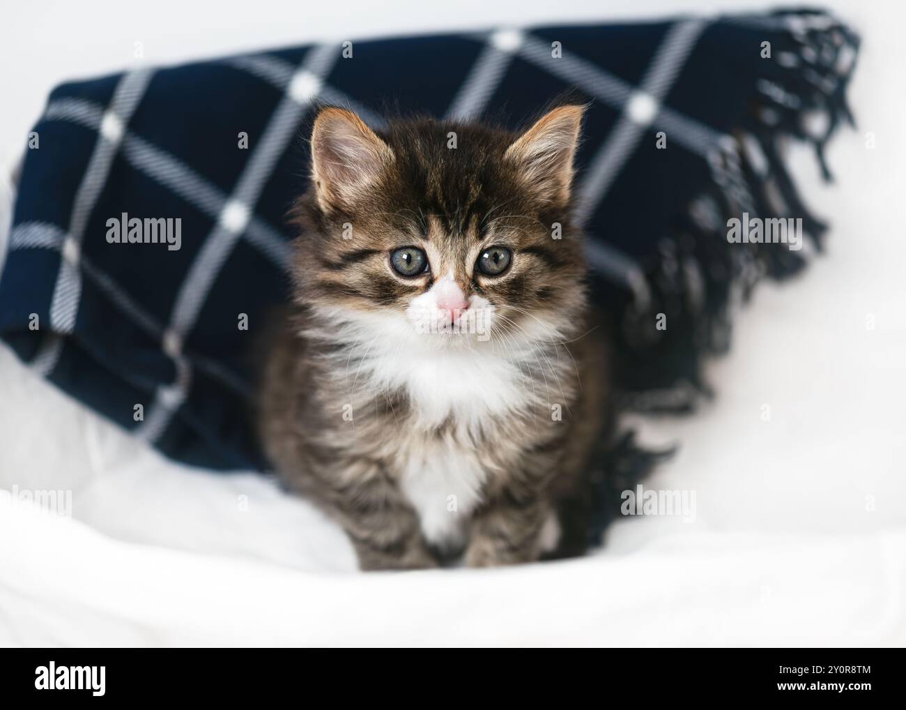 Lustiges kleines Kätzchen sitzt in einem Wäschekorb vor einer karierten blauen Decke und schaut sich etwas mit einem traumhaften Look an. Entzückendes Haustier. Stockfoto