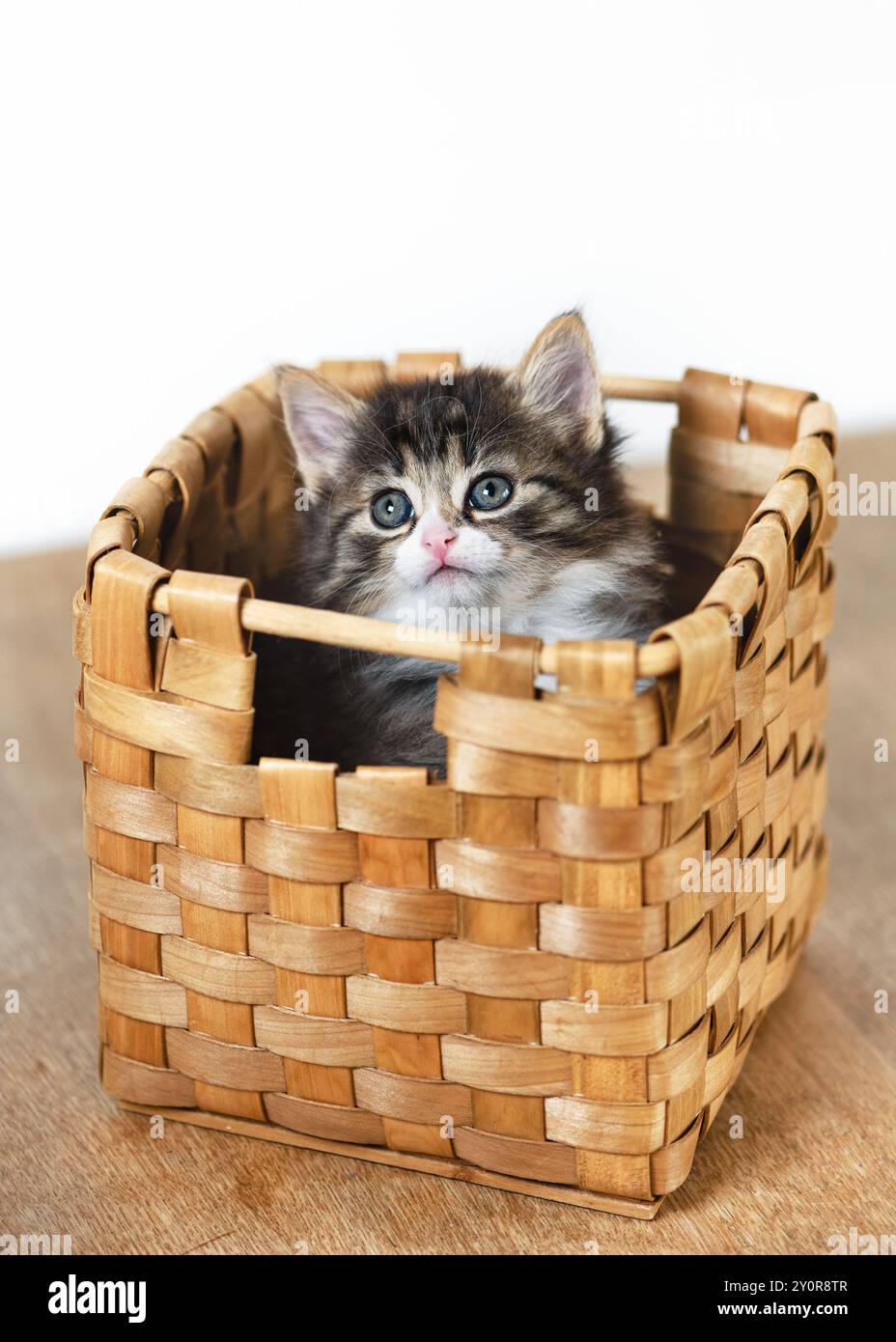 Das charmante kleine Kätzchen schaut aus dem Korb. Das Konzept einer glücklichen, entzückenden Katze und gepflegter Haustiere. Kopierbereich. Stockfoto