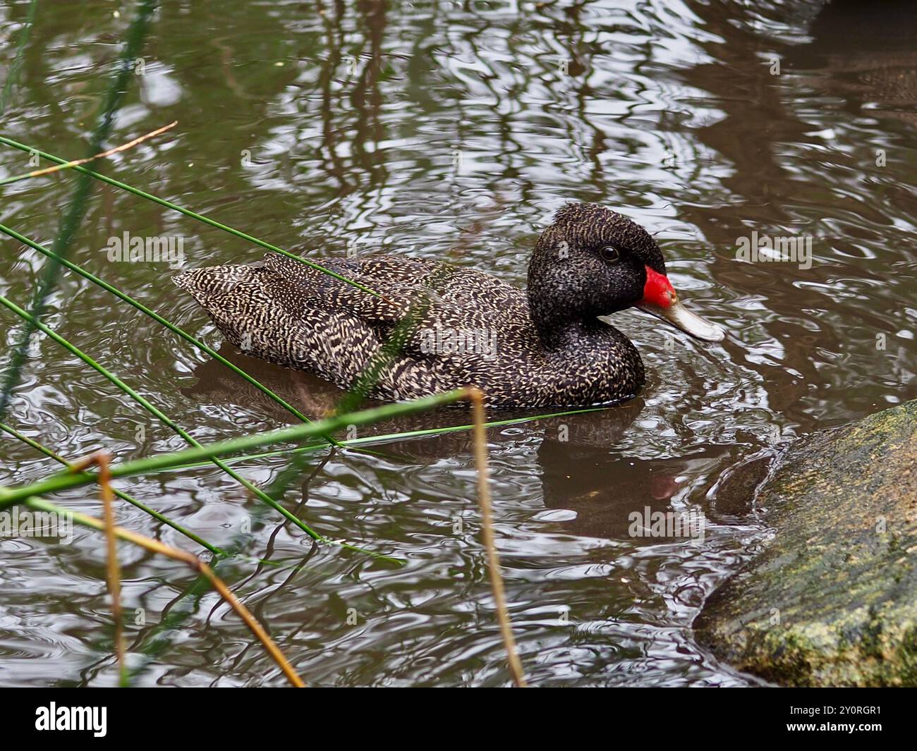 Wundervolle, fesselnde männliche Freckled Ente in natürlicher Schönheit. Stockfoto