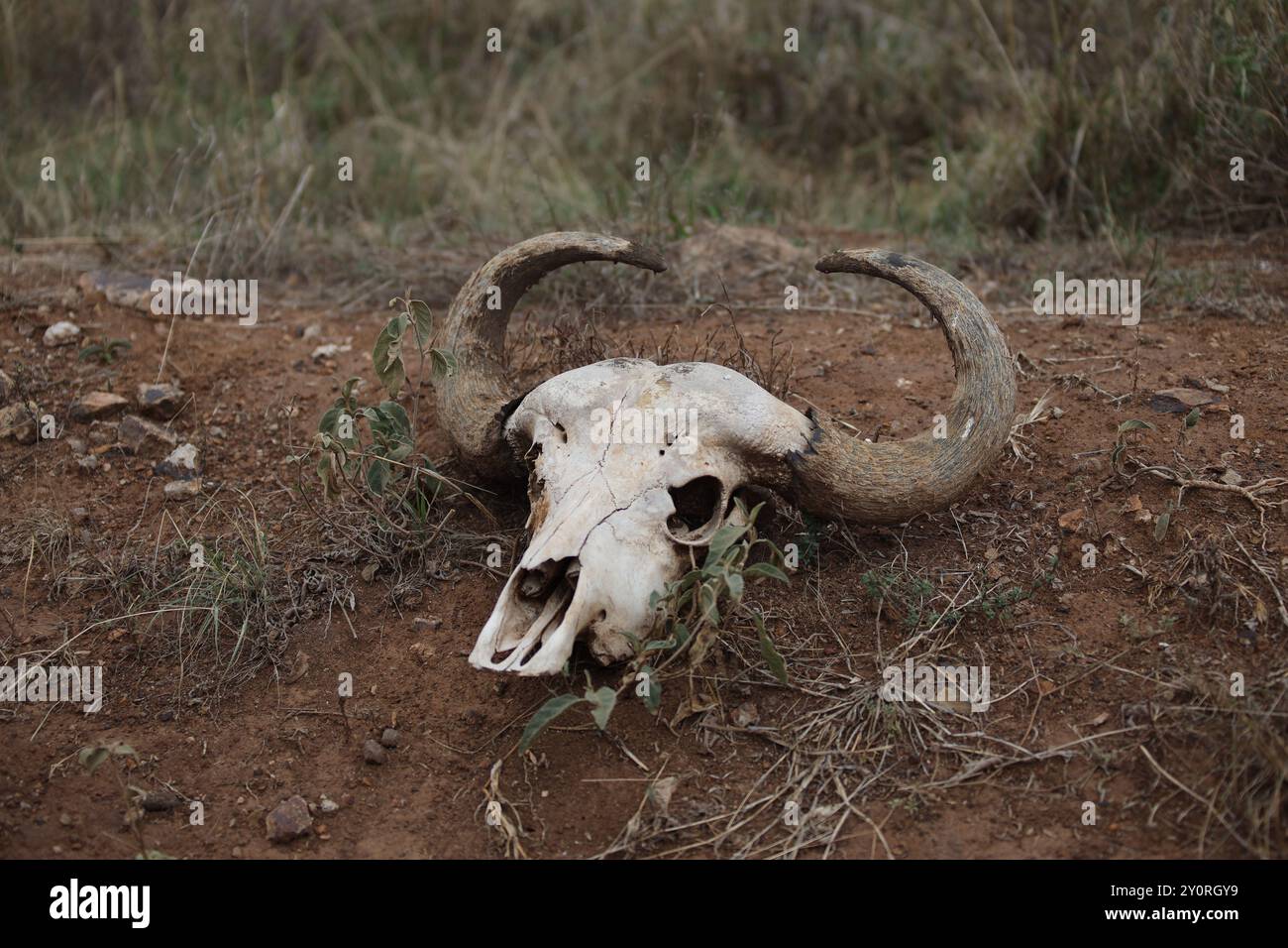 Tierschädel mit Hörnern, Kenia Stockfoto