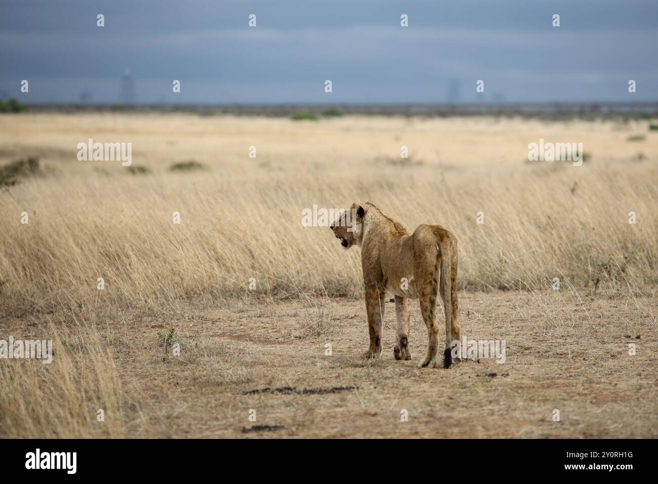 Löwen im Nairobi Safari Park, Kenia Stockfoto