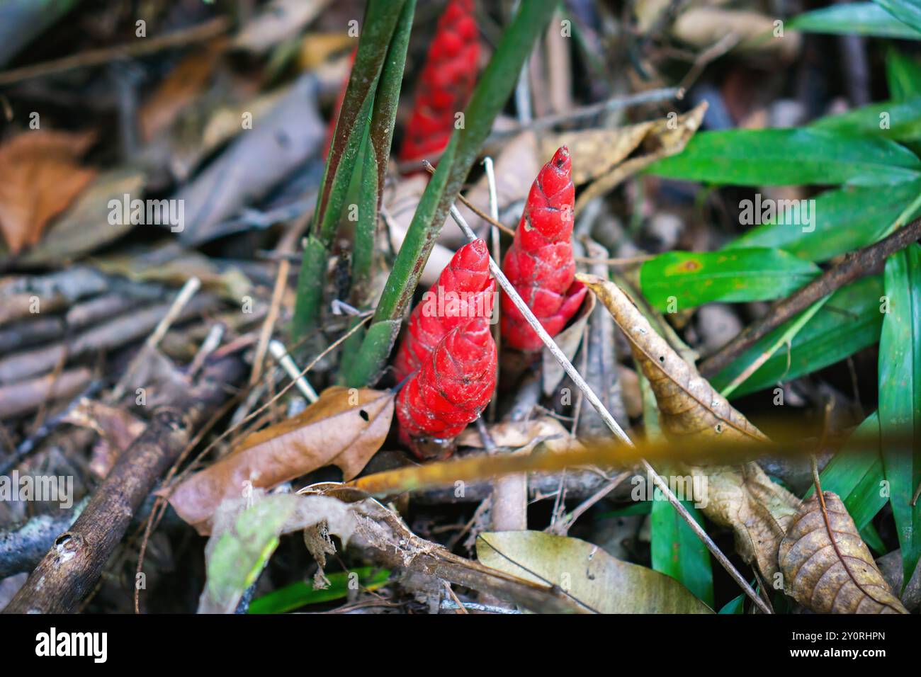 Rote Fackel Zingiber Zerumbet oder BitterIngwerpflanze wächst in einem Wald. Stockfoto