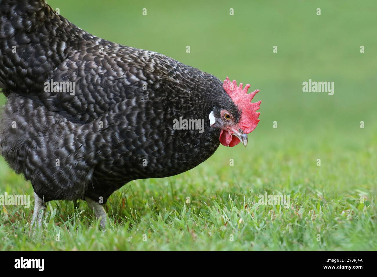 Freilandsperre, Steinhennen, die in einem Hinterhof umherstreift. Stockfoto