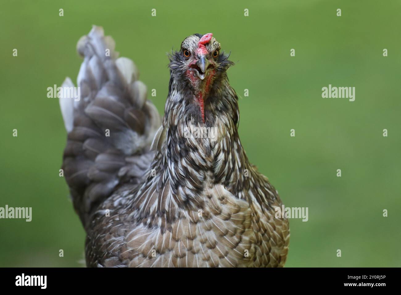 Freiland-ostereier-Henne, die in einem Hinterhof herumstreift. Legt blaue oder grüne Eier. Stockfoto