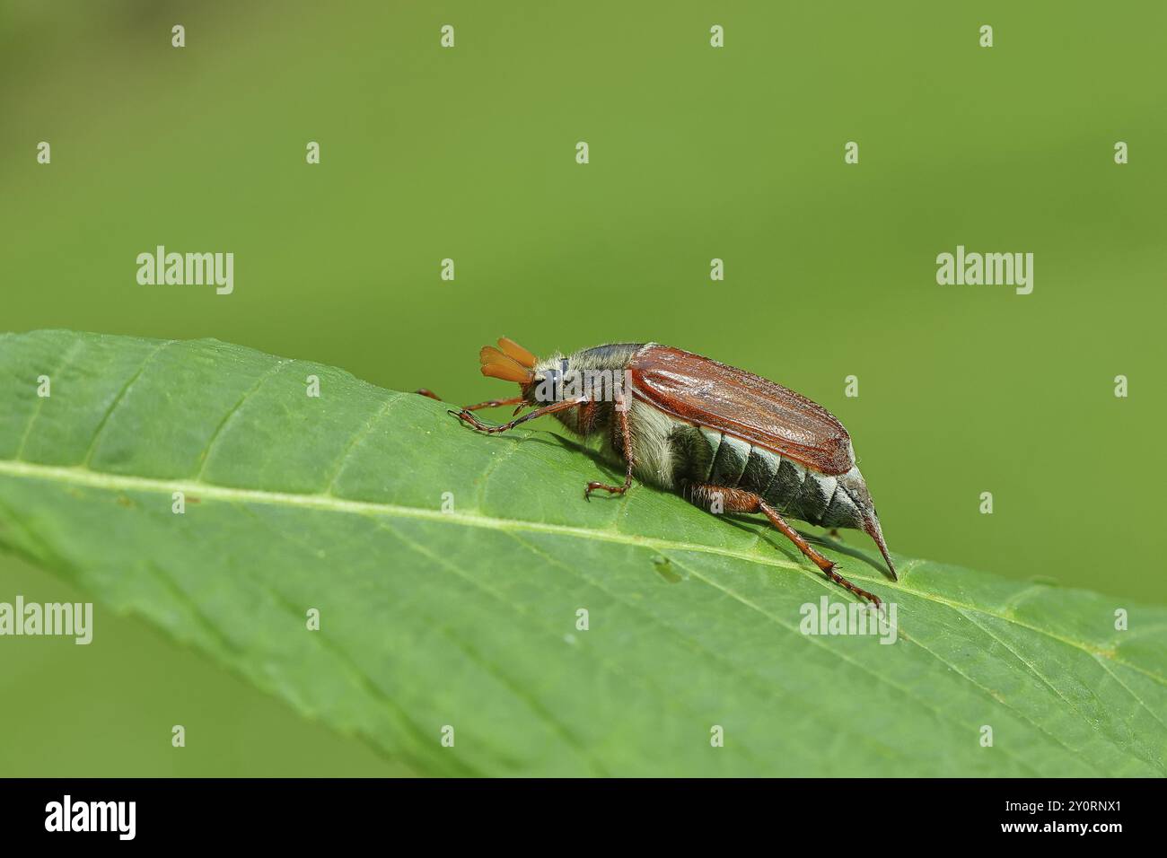 Nördlicher Hakenchafer (Melolontha hippocastani), männlich, auf einem Blatt einer Rosskastanie (Aesculus hippocastanum), Wilnsdorf, Nordrhein-Westfalen, Deutsch Stockfoto