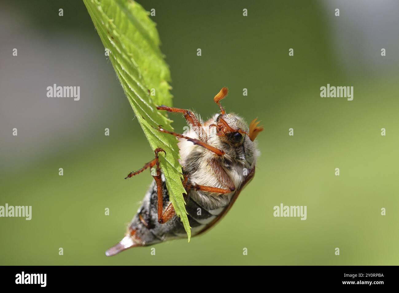 Nördlicher Hahnenschafer (Melolontha hippocastani), männlich, auf Blättern einer Hainbuche (Carpinus betulus), Wilnsdorf, Nordrhein-Westfalen, Deutschland, Europa Stockfoto