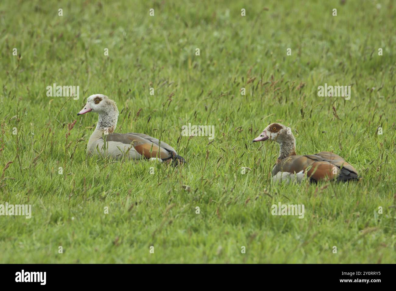 Männliche und weibliche ägyptische Gans (Alopochen aegyptiacus), die auf Graswiese liegen, entspannend, zwei, Paar, de Petten, Mokbaai, Nationaal Park Duinen, Texel, Stockfoto