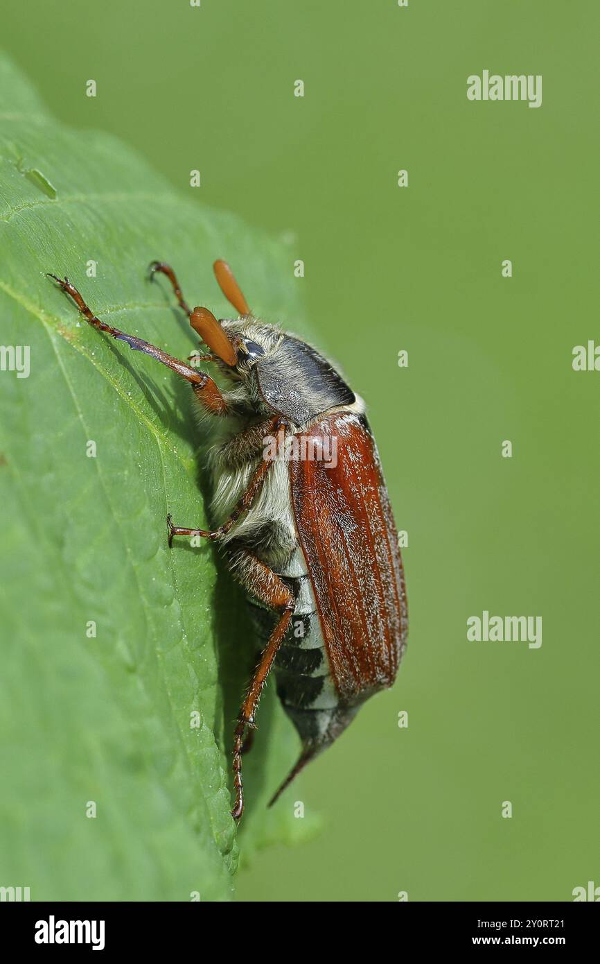 Nördlicher Hakenchafer (Melolontha hippocastani), männlich, auf einem Blatt einer Rosskastanie (Aesculus hippocastanum), Wilnsdorf, Nordrhein-Westfalen, Deutsch Stockfoto