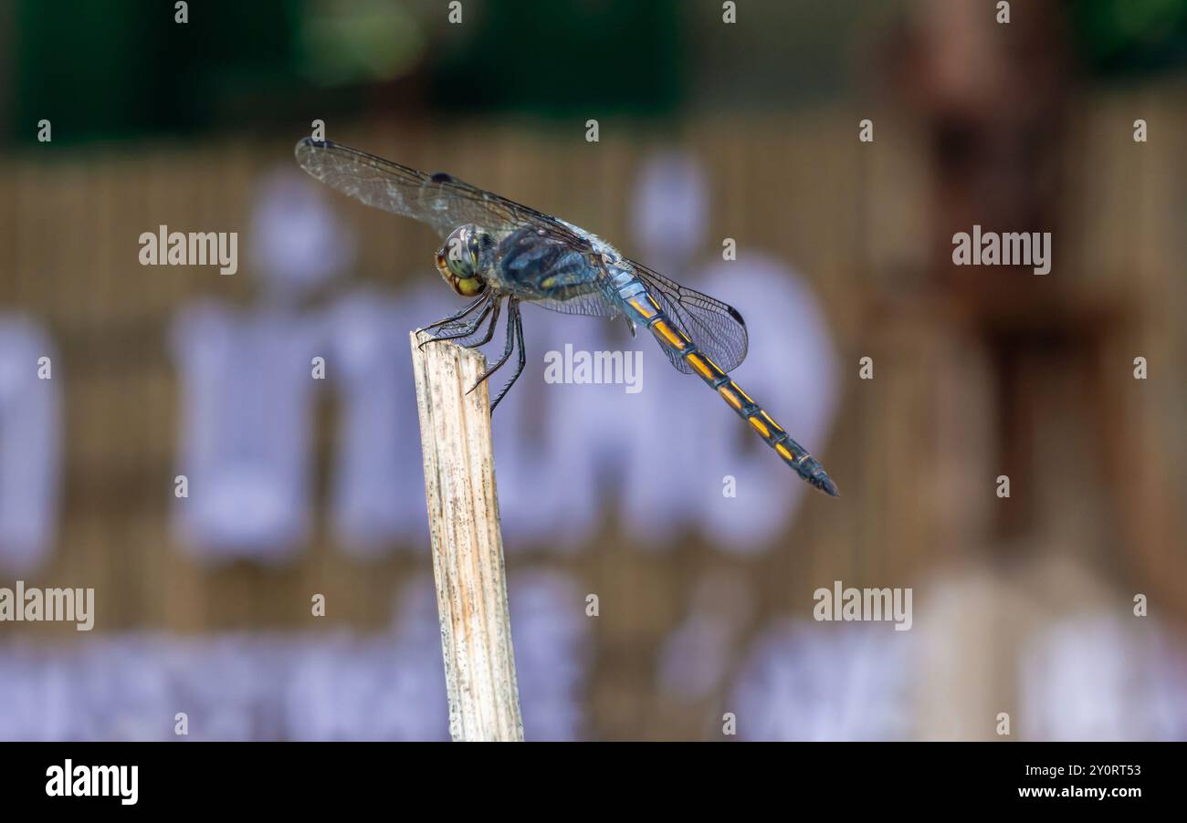 Eine Libelle auf einem Baumzweig und Naturhintergrund, selektiver Fokus, Insektenmakro, buntes Insekt in Thailand. Stockfoto