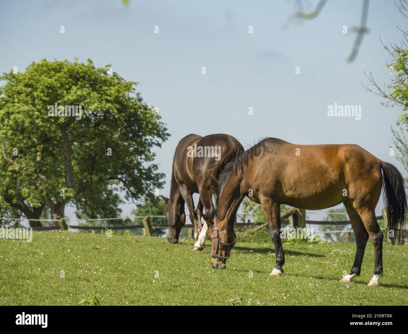 Zwei Pferde, die leise auf einer grünen Weide unter blauem Himmel weiden, Billerbeck Münsterland, Nordrhein-Westfalen, Deutschland, Europa Stockfoto