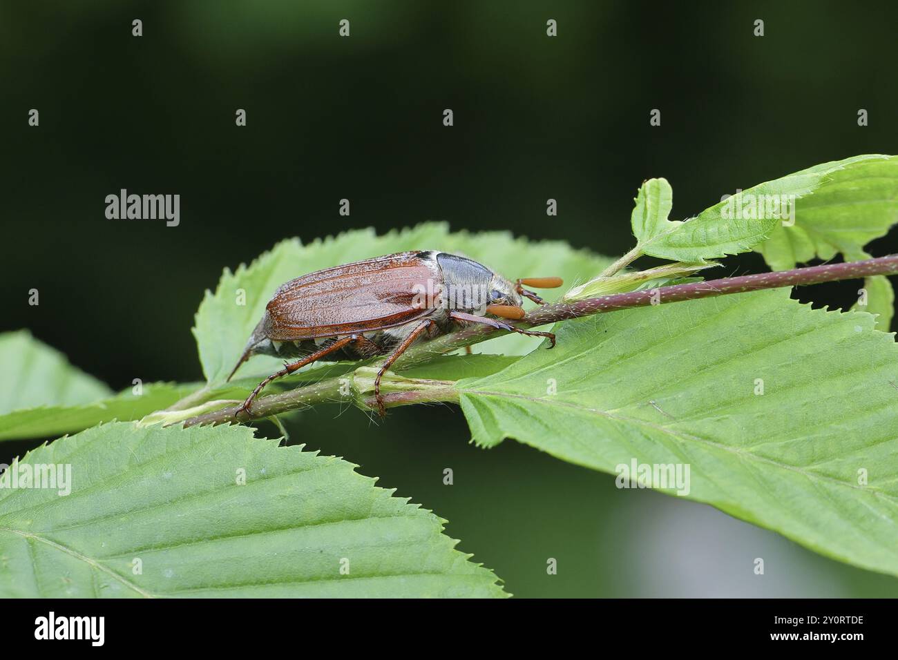 Nördlicher Hahnenschafer (Melolontha hippocastani), männlich, auf Blättern einer Hainbuche (Carpinus betulus), Wilnsdorf, Nordrhein-Westfalen, Deutschland, Europa Stockfoto