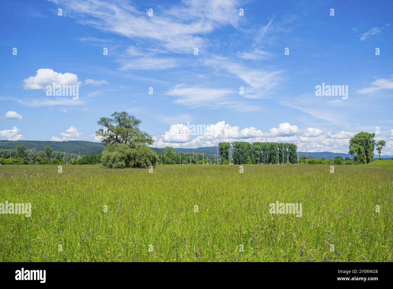 Eine alte Wiege (Salix fragilis) steht auf einer hohen Wiese, über der sich in der Nähe von Pfatter, Oberpfalz, Bayern, Deutschland, Europa bewölkt Stockfoto