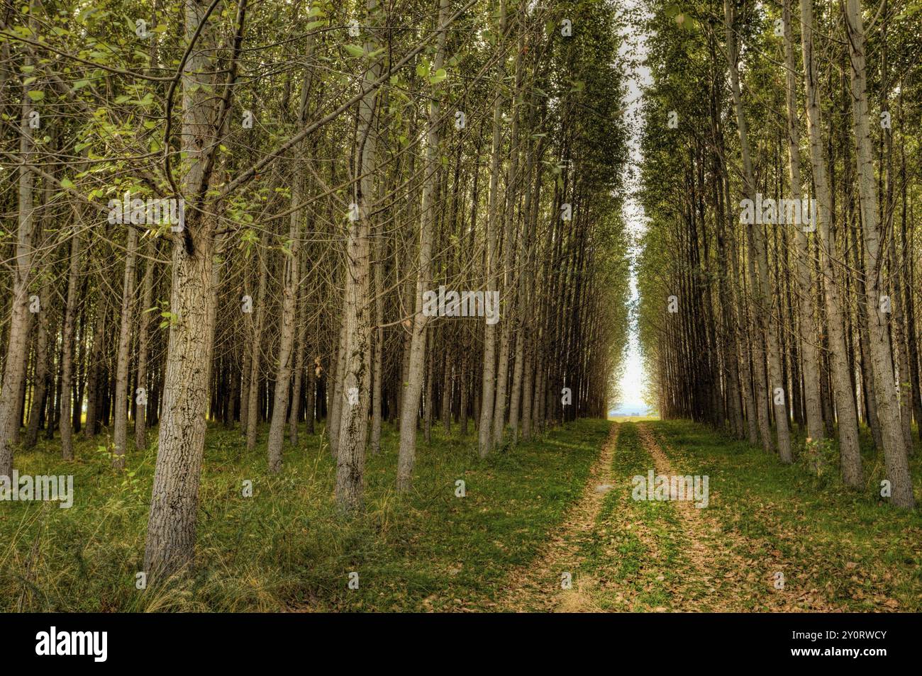 Ein kleiner Feldweg führt durch einen Obstgarten zum Licht dahinter Stockfoto