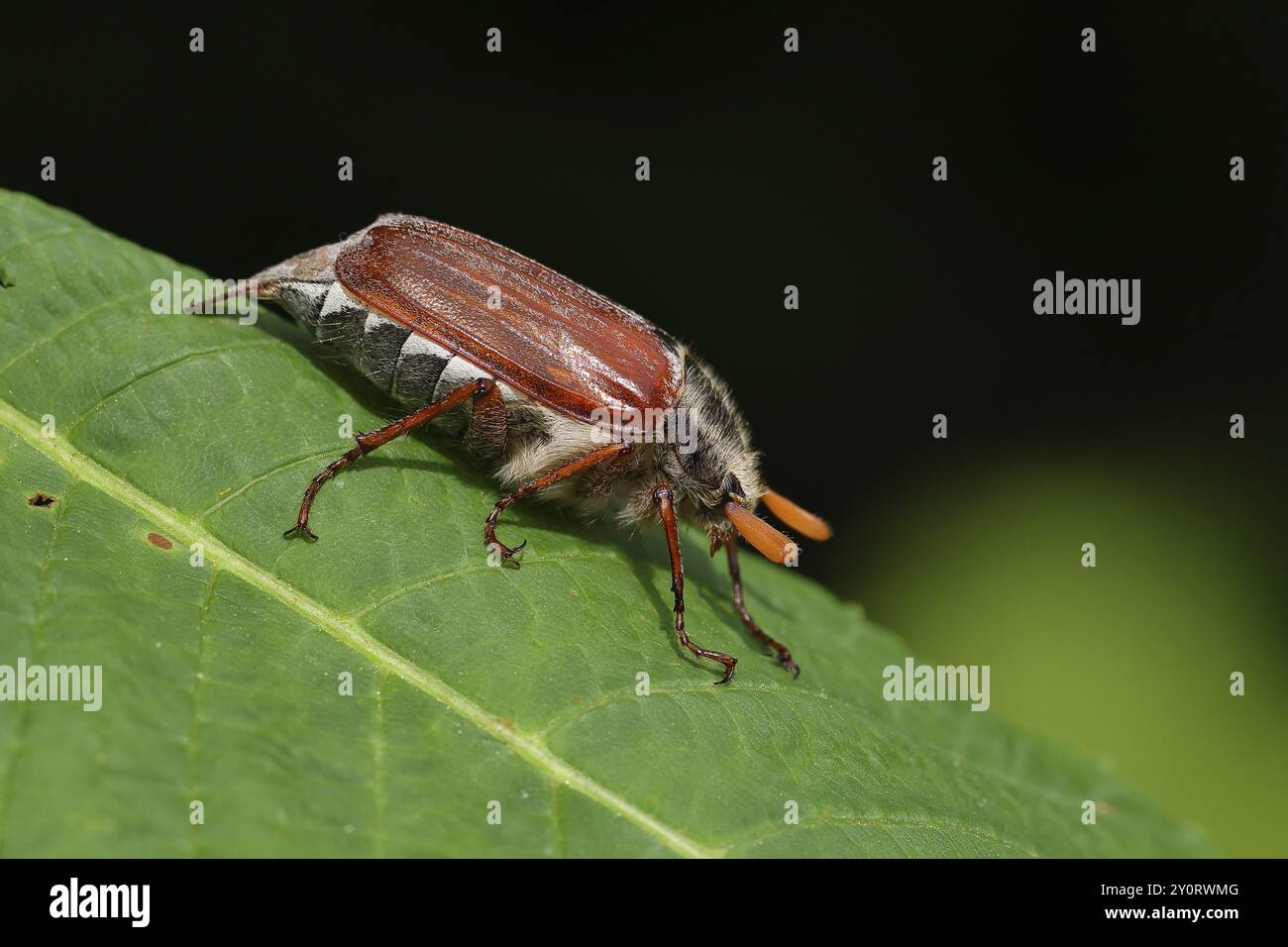 Nördlicher Hakenchafer (Melolontha hippocastani), männlich, auf einem Blatt einer Rosskastanie (Aesculus hippocastanum), Wilnsdorf, Nordrhein-Westfalen, Deutsch Stockfoto