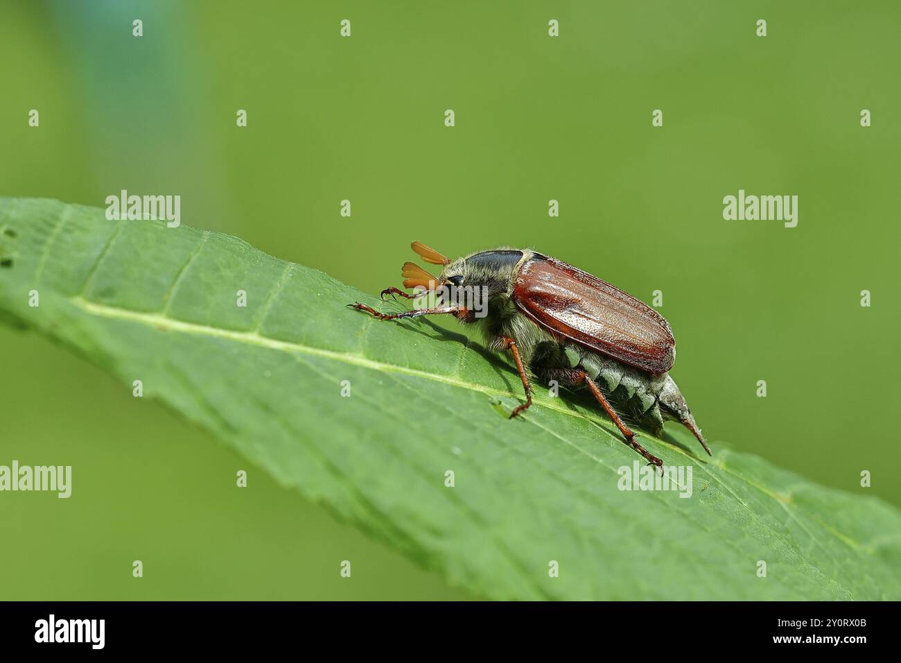 Nördlicher Hakenchafer (Melolontha hippocastani), männlich, auf einem Blatt einer Rosskastanie (Aesculus hippocastanum), Wilnsdorf, Nordrhein-Westfalen, Deutsch Stockfoto