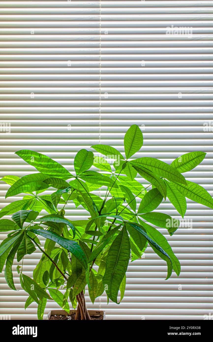 Money Tree gegen geschlossene Jalousien in einer Wohnung Stockfoto