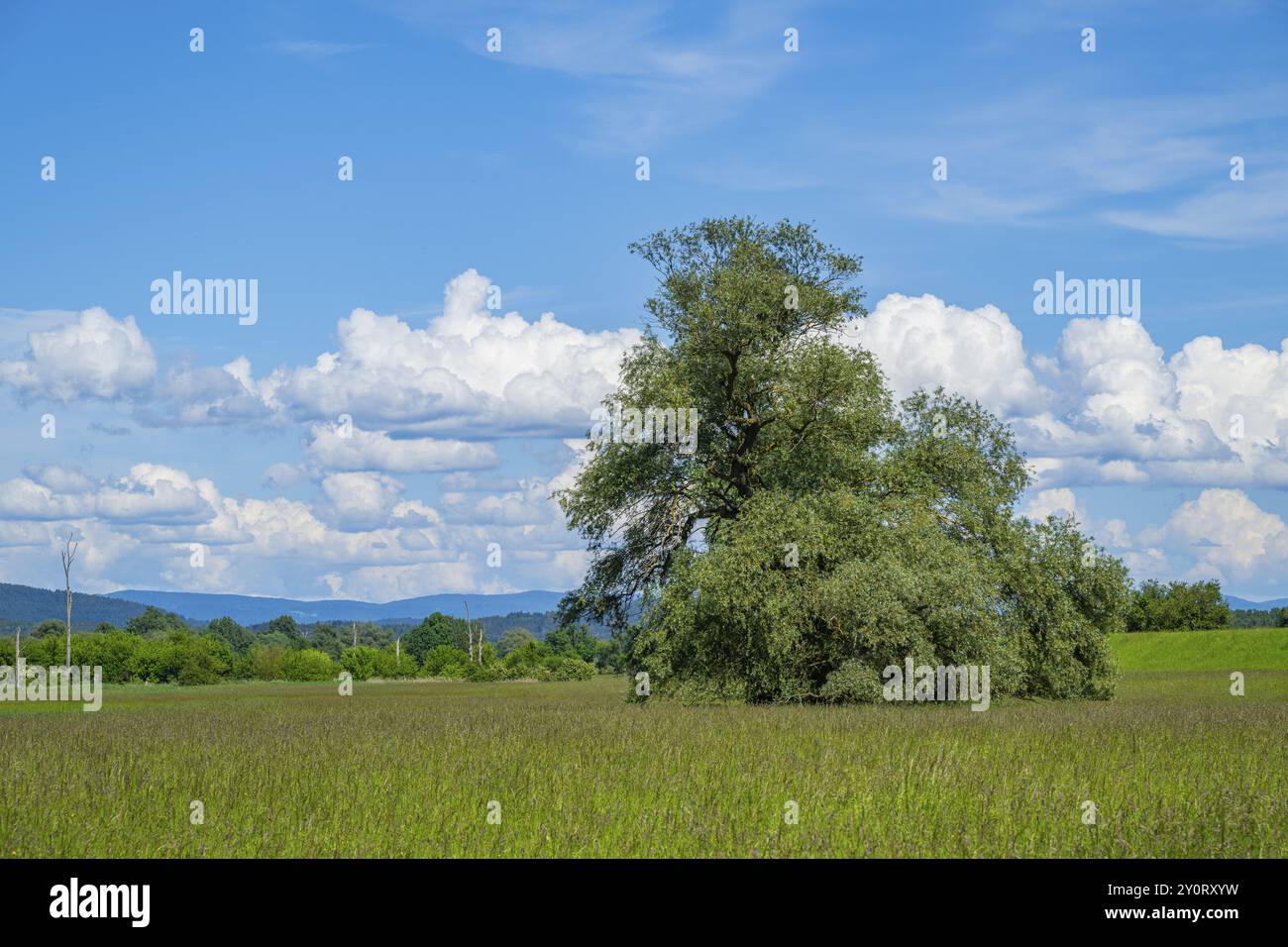 Eine alte Wiege (Salix fragilis) steht auf einer hohen Wiese, darüber große Wolken am Himmel bei Pfatter, Oberpfalz, Bayern, Deutschland, Europa Stockfoto