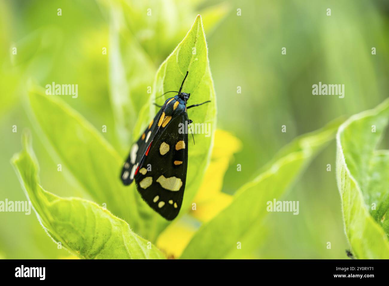 Scharlach-Tigermotte (Callimorpha dominula), Bayern, Deutschland, Europa Stockfoto