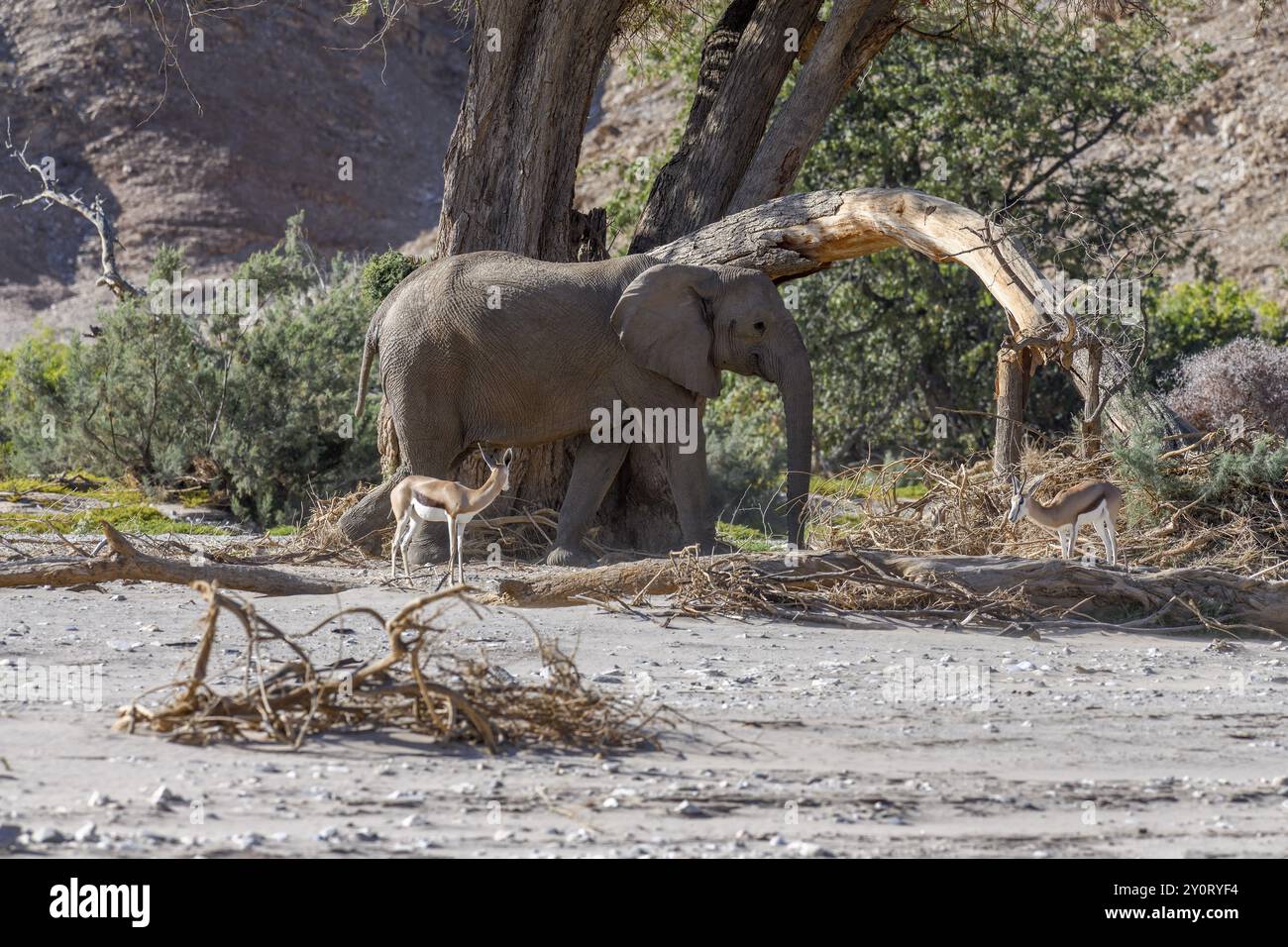 Angolanische Springböcke (Antidorcas angolensis) und Wüstenelefanten (Loxodonta africana) im Trockenfluss Hoanib, Kaokoveld, Kunene Region, Namibia, Afrika Stockfoto