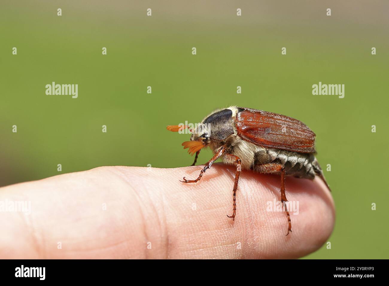 Nördlicher Hakenchafer (Melolontha hippocastani), männlich, am Finger, Wilnsdorf, Nordrhein-Westfalen, Deutschland, Europa Stockfoto