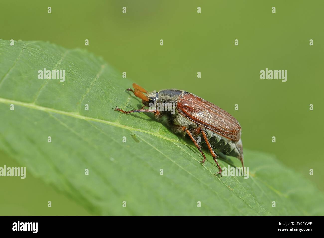 Nördlicher Hakenchafer (Melolontha hippocastani), männlich, auf einem Blatt einer Rosskastanie (Aesculus hippocastanum), Wilnsdorf, Nordrhein-Westfalen, Deutsch Stockfoto