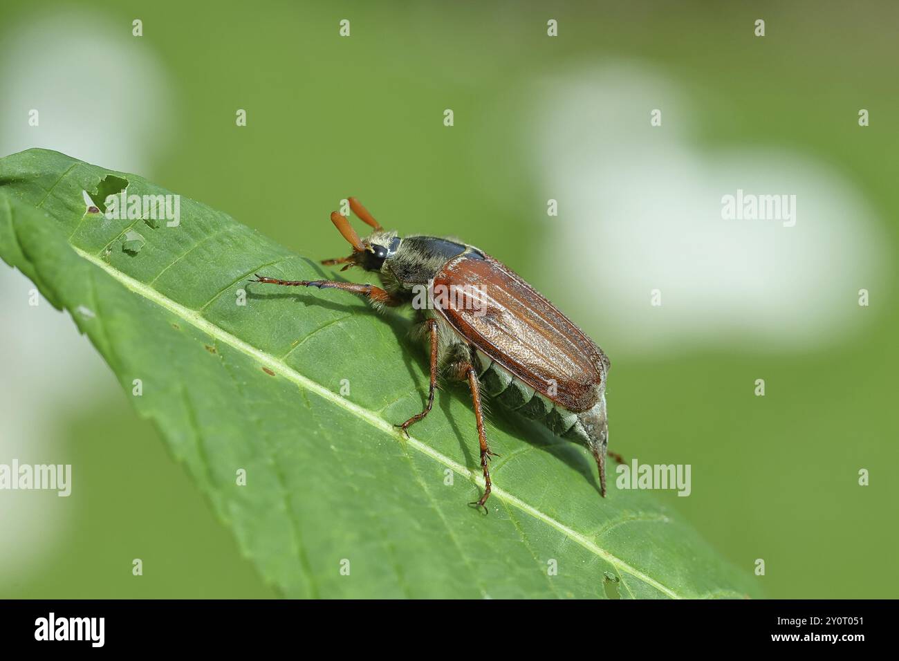 Nördlicher Hakenchafer (Melolontha hippocastani), männlich, auf einem Blatt einer Rosskastanie (Aesculus hippocastanum), Wilnsdorf, Nordrhein-Westfalen, Deutsch Stockfoto