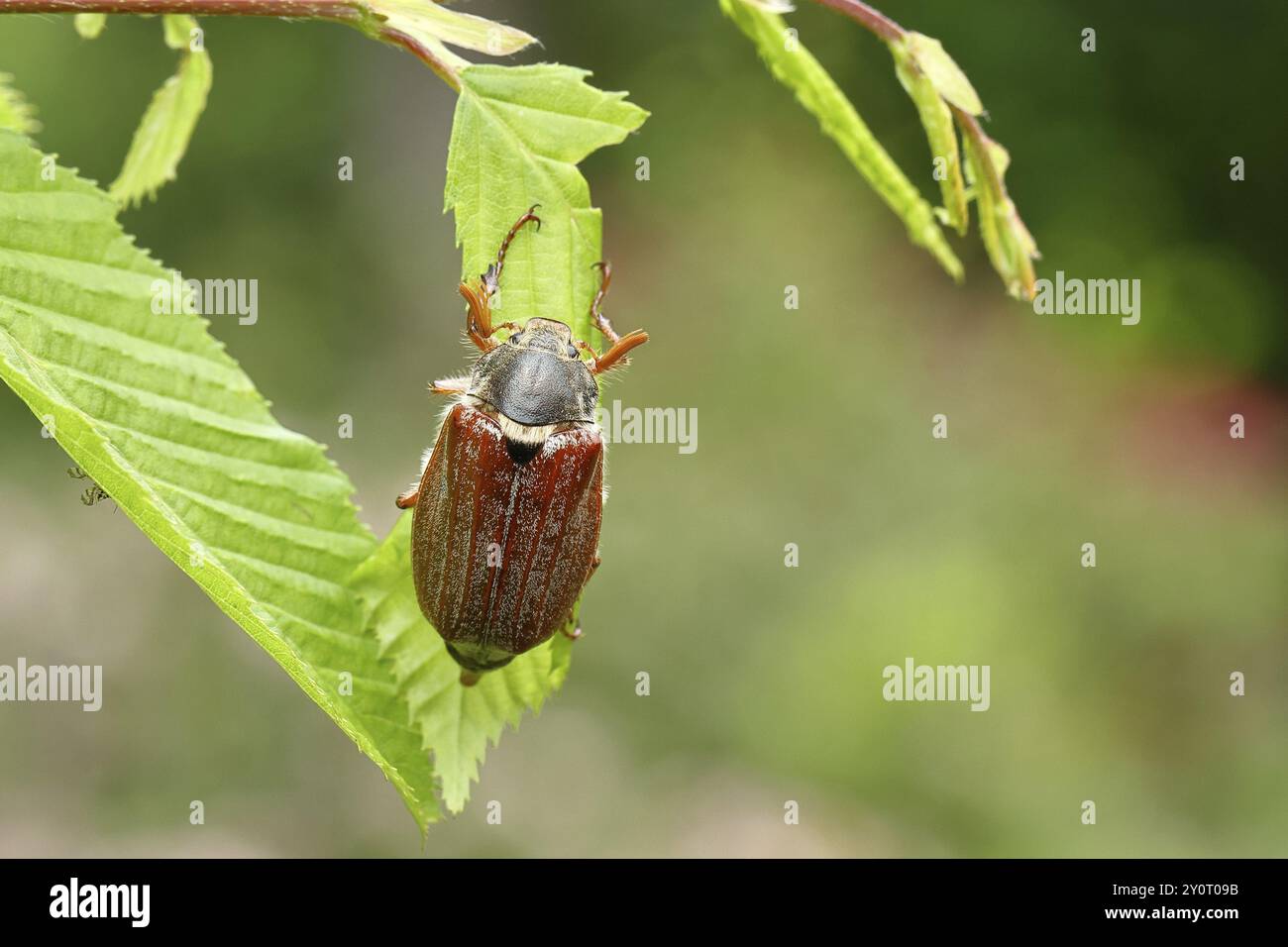 Nördlicher Hahnenschafer (Melolontha hippocastani), männlich, auf Blättern einer Hainbuche (Carpinus betulus), Wilnsdorf, Nordrhein-Westfalen, Deutschland, Europa Stockfoto