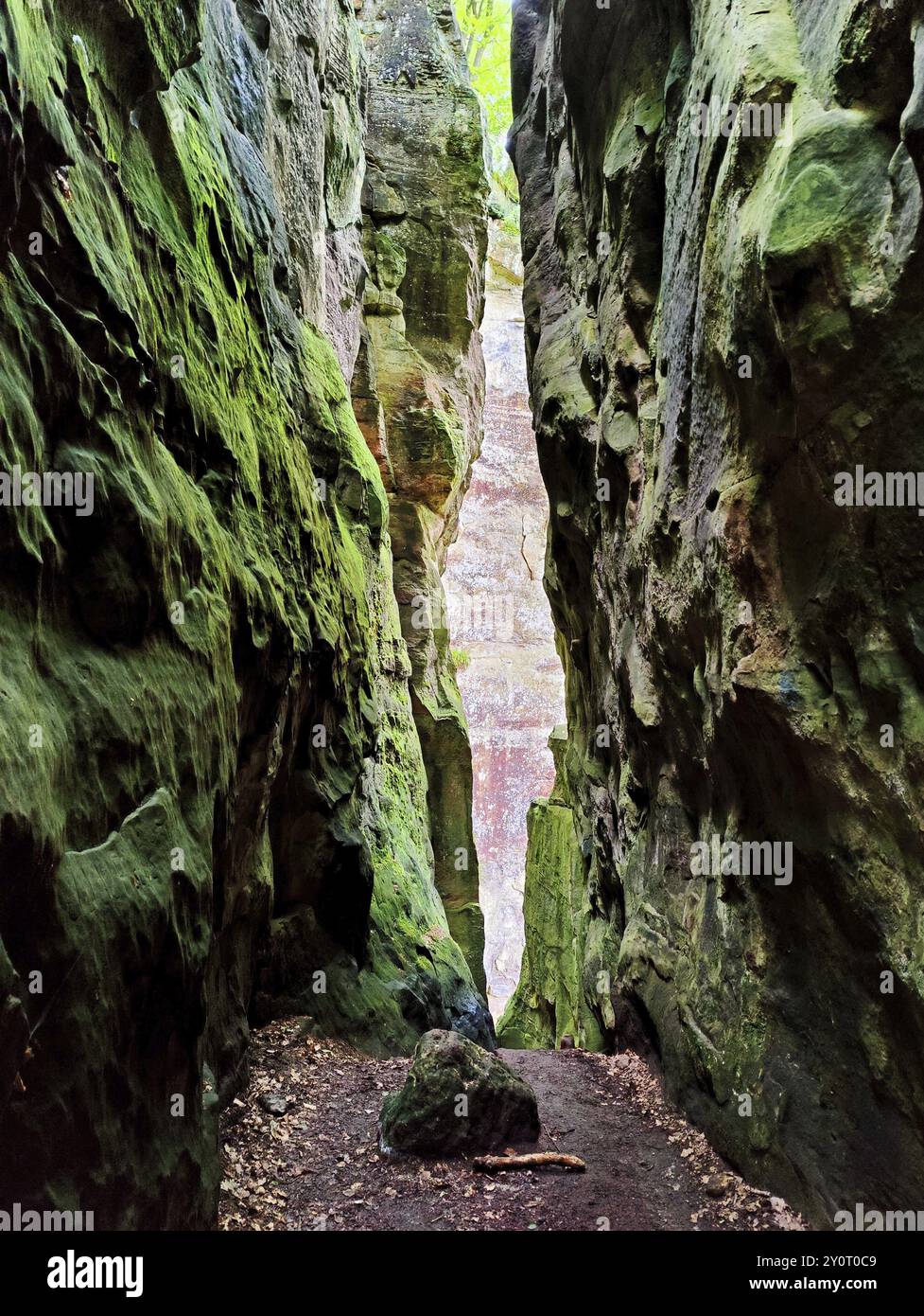 Schmale Felsschlucht in einem natürlichen Wald, Müllerthal Trail, Müllerthal Region, Luxemburgs kleine Schweiz, Luxemburg, Europa Stockfoto