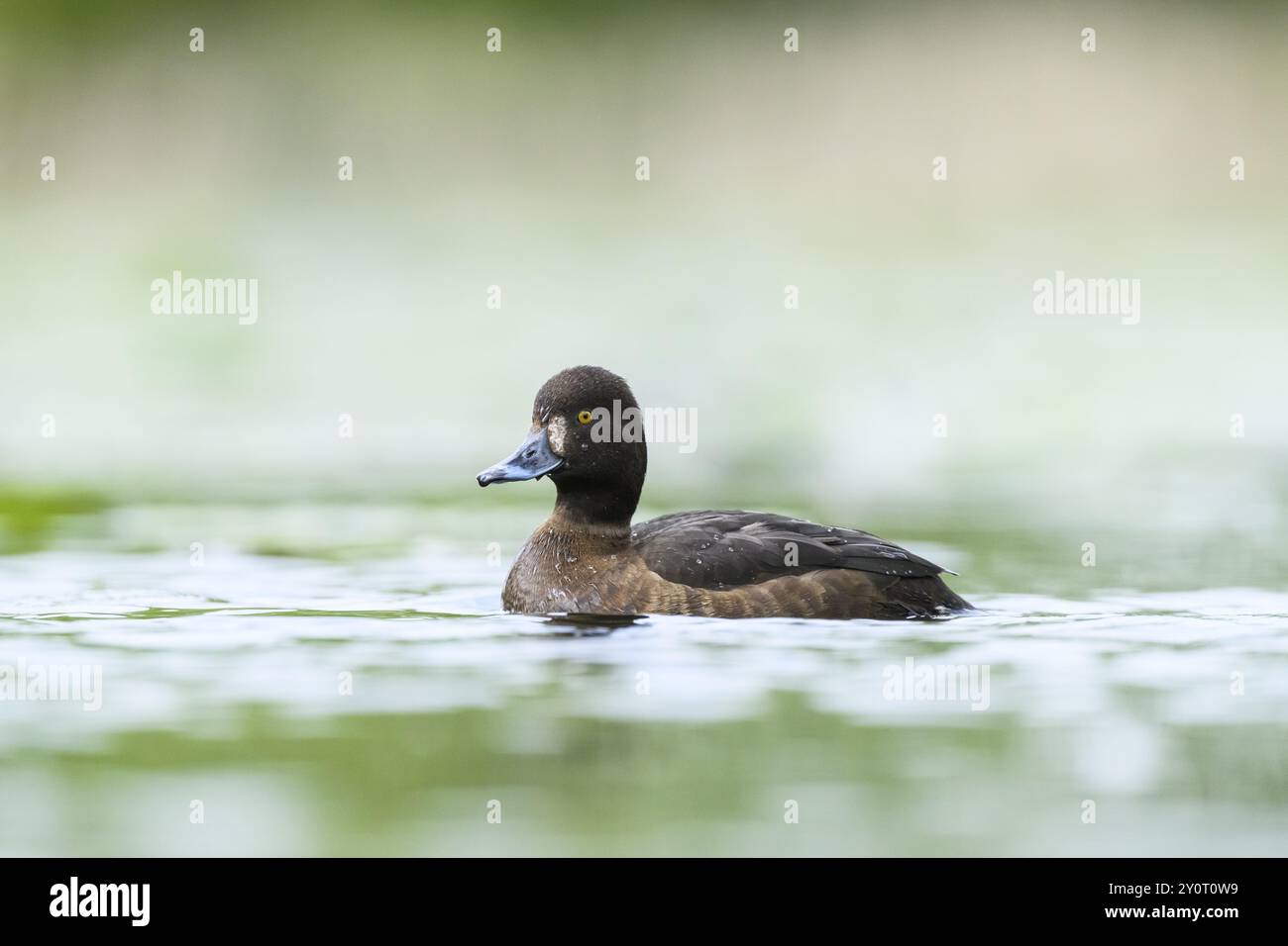 Tufted Pochard (Aythya fuligula) weiblich schwimmt in einem See, Bayern, Deutschland, Europa Stockfoto