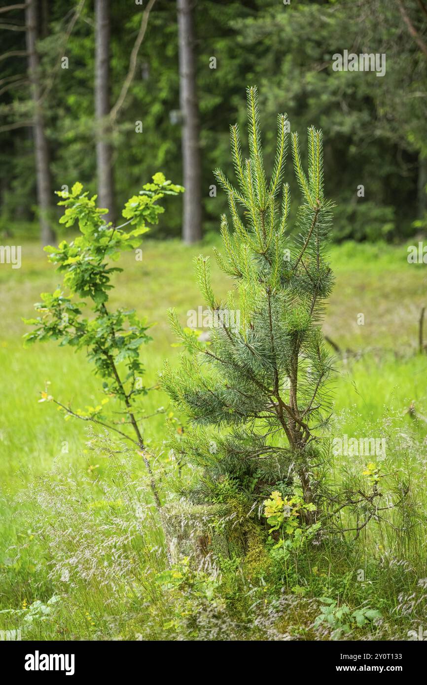 Kiefer (Pinus sylvestris) und Stieleiche (Quercus robur) wachsen in einem Wald, Bayern, Deutschland, Europa Stockfoto