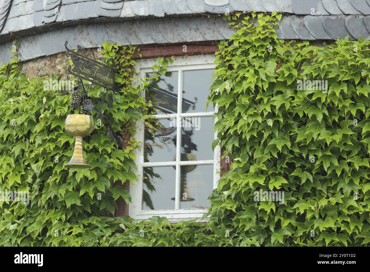 Schild mit goldenem Becher vom Restaurant zum Tümchen, Fenster, Becher, Golden, Reflexion, ivy, Pflanzenwuchs, bewachsen, Idylle, Hofheim, Taunus, Hessen, Stockfoto
