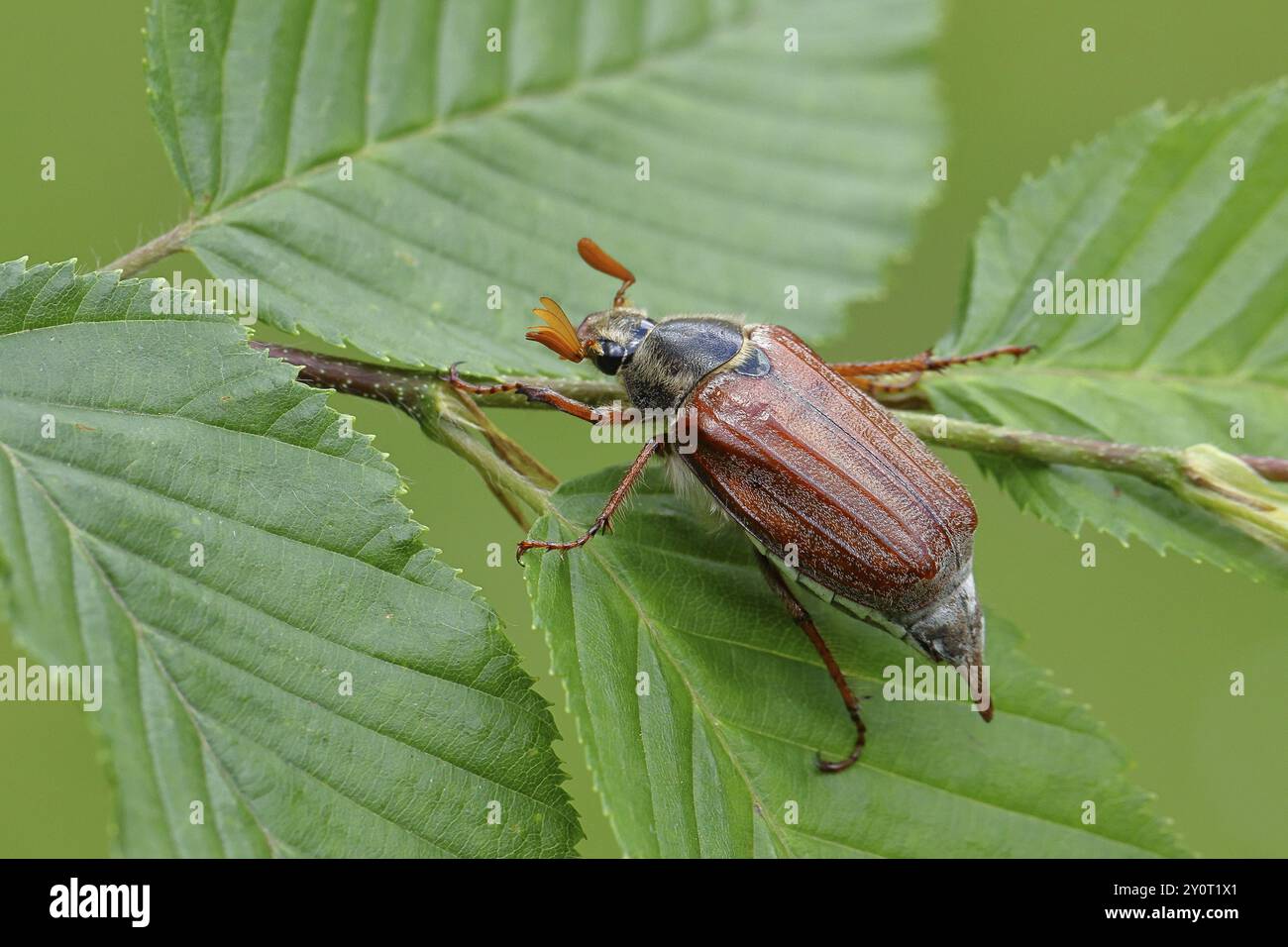 Nördlicher Hahnenschafer (Melolontha hippocastani), männlich, auf Blättern einer Hainbuche (Carpinus betulus), Wilnsdorf, Nordrhein-Westfalen, Deutschland, Europa Stockfoto