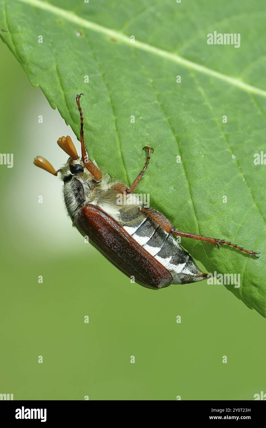 Nördlicher Hakenchafer (Melolontha hippocastani), männlich, auf einem Blatt einer Rosskastanie (Aesculus hippocastanum), Wilnsdorf, Nordrhein-Westfalen, Deutsch Stockfoto
