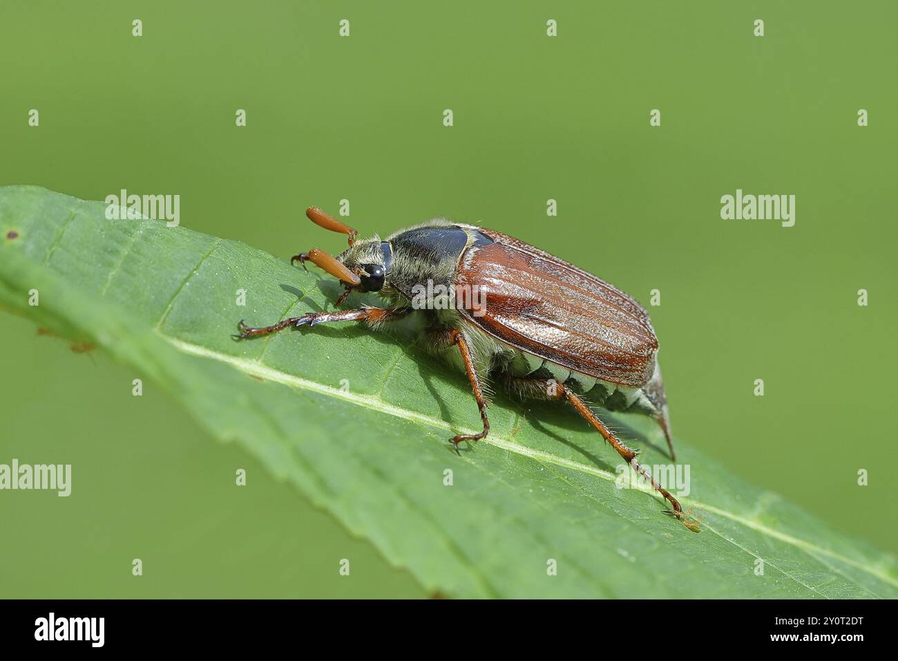 Nördlicher Hakenchafer (Melolontha hippocastani), männlich, auf einem Blatt einer Rosskastanie (Aesculus hippocastanum), Wilnsdorf, Nordrhein-Westfalen, Deutsch Stockfoto