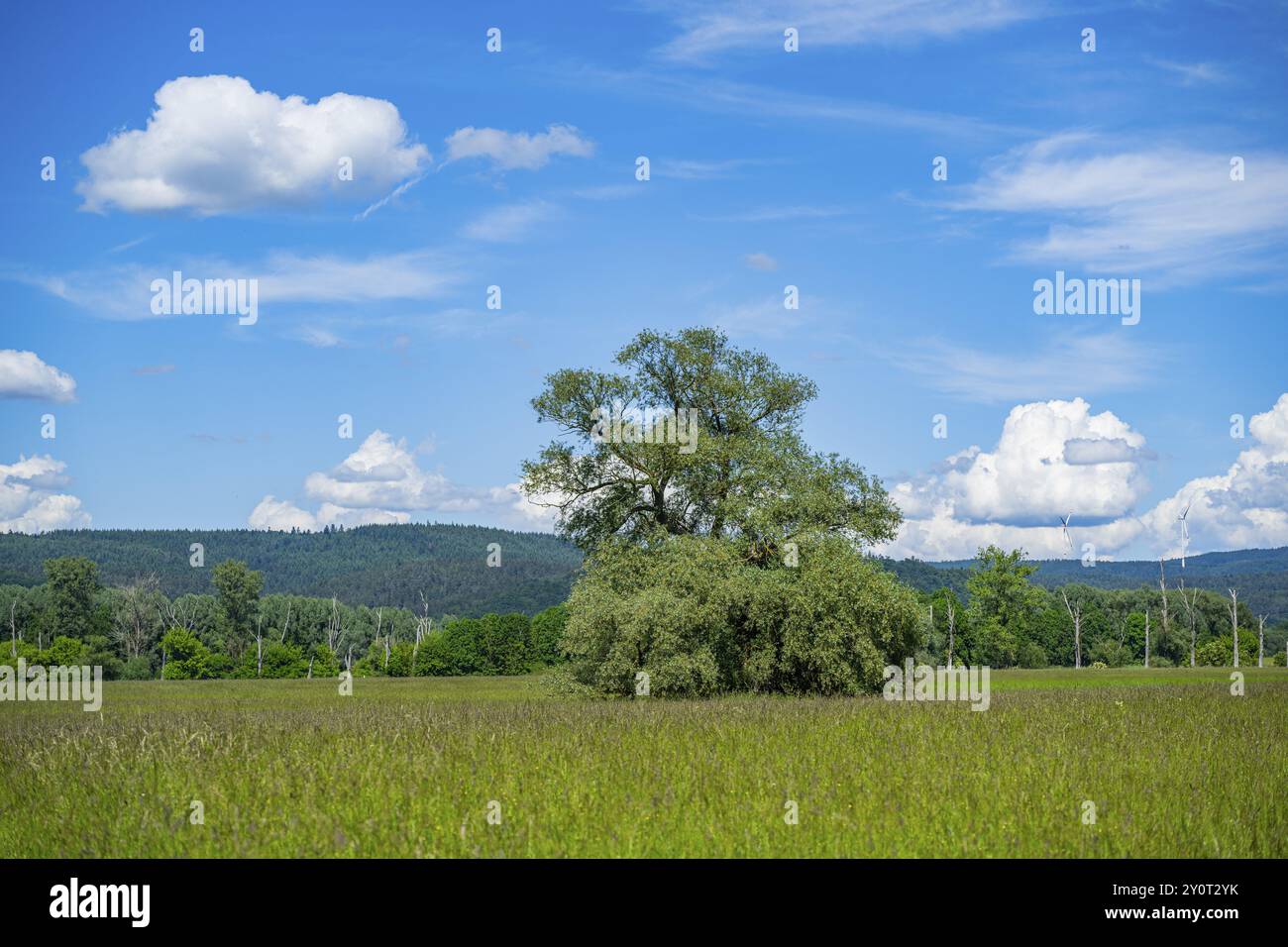 Eine alte Wiege (Salix fragilis) steht auf einer hohen Wiese, über der sich in der Nähe von Pfatter, Oberpfalz, Bayern, Deutschland, Europa bewölkt Stockfoto