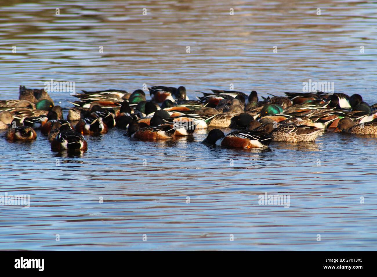 Eine Herde von Enten, die auf dem Teich schwimmen Stockfoto