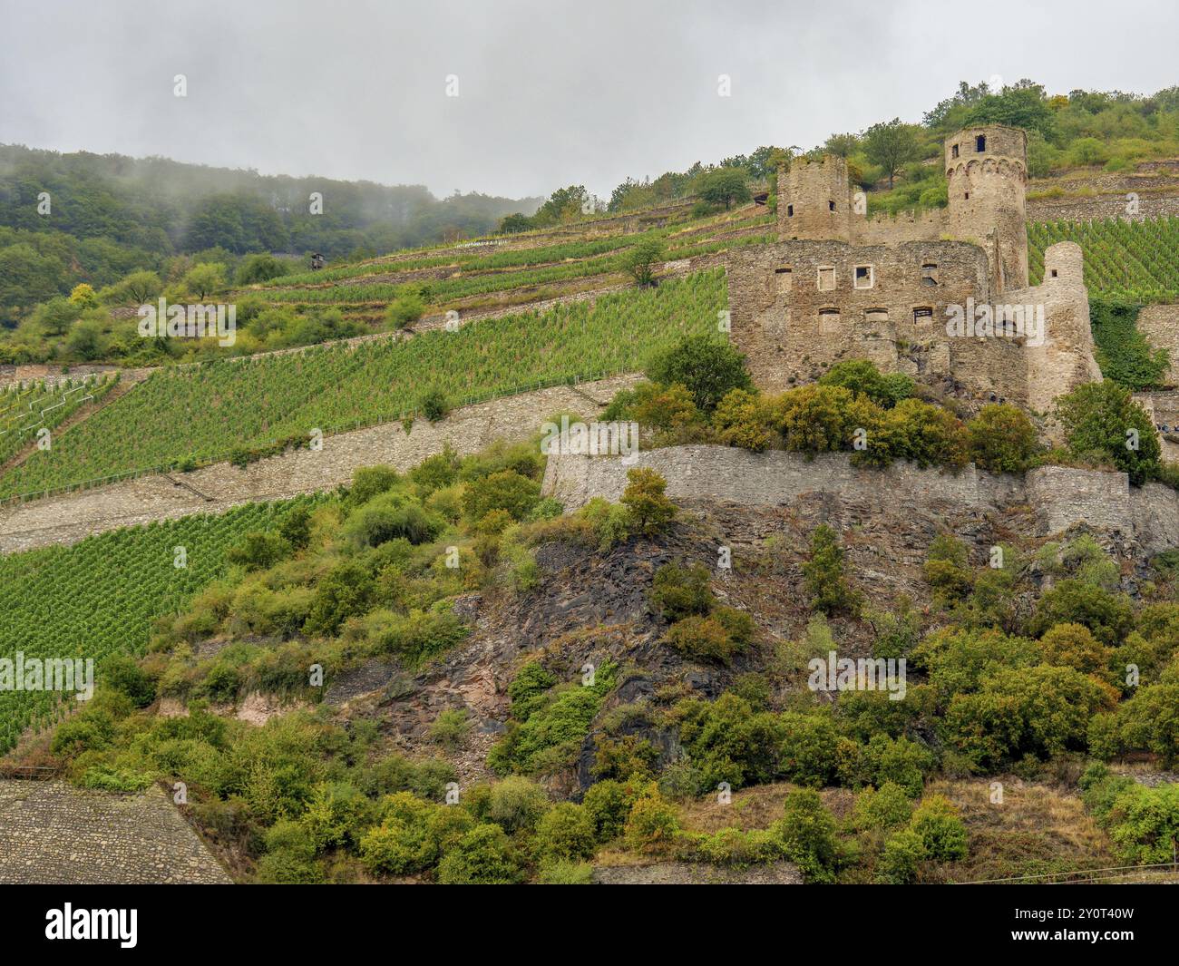 Alte Burgruine auf einem Hügel, umgeben von grünen Weinbergen und Wolken, mit einem Hauch von Nebel, bingen, rhein, deutschland Stockfoto